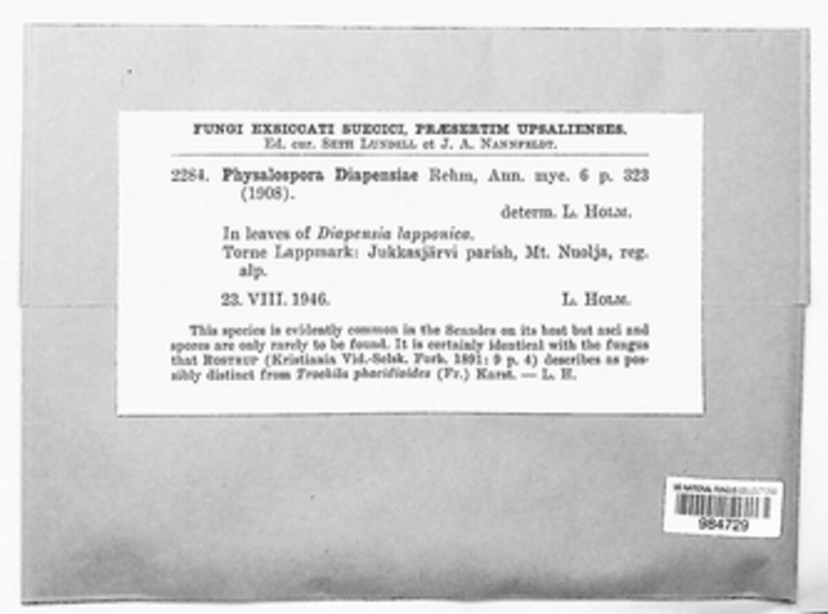 Discosphaerina diapensiae image